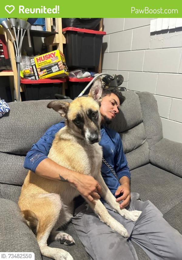 Reunited Female Dog last seen Near harlow blvd Jacksonville Fl 32210, Jacksonville, FL 32210