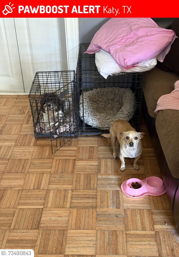Lost Male Dog last seen Stockdick School Rd & Peek Rd., Katy, TX 77449