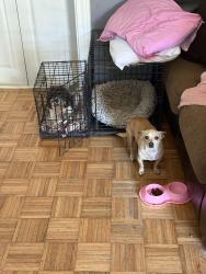 Lost Male Dog last seen Stockdick School Rd & Peek Rd., Katy, TX 77449