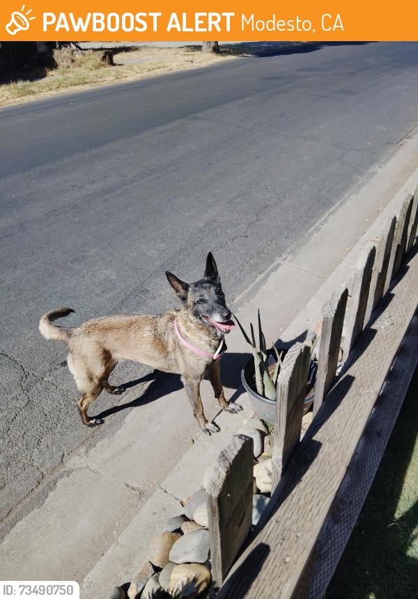 Found/Stray Female Dog last seen burney st, Modesto, CA 95354
