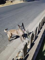 Found/Stray Female Dog last seen burney st, Modesto, CA 95354