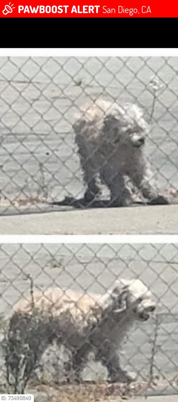 Lost Male Dog last seen 30th St and Main St, San Diego, CA 92113