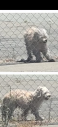 Lost Male Dog last seen 30th St and Main St, San Diego, CA 92113