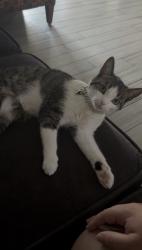 Reunited Female Cat last seen 48th ave Encanto Blvd, Phoenix, AZ 85035
