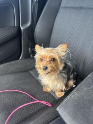 Reunited Male Dog last seen savona and alcantarra, Port St. Lucie, FL 34953