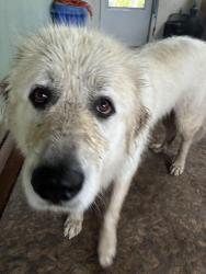 Reunited Unknown Dog last seen Conrad Sawmill / Grapevine, Lewisville, NC 27023
