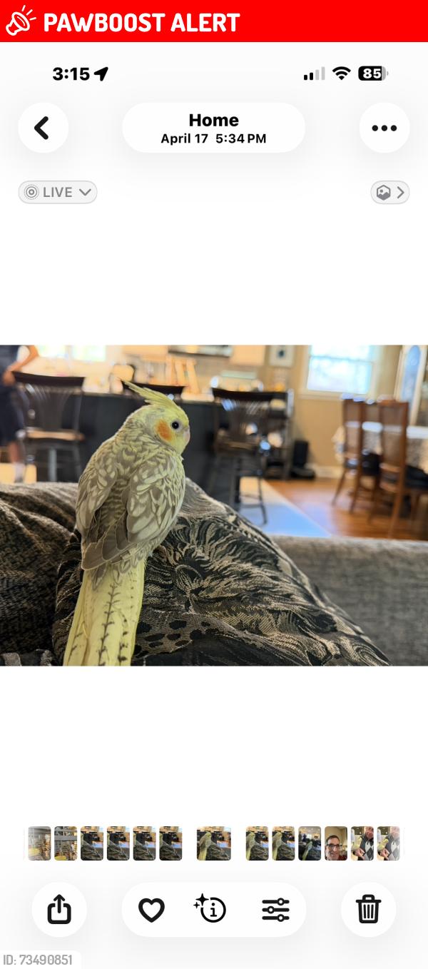 Lost Female Bird last seen Cornell Place and Old Queens, Manalapan Township, NJ 07726