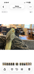 Lost Female Bird last seen Cornell Place and Old Queens, Manalapan Township, NJ 07726
