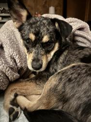Reunited Female Dog last seen Eagle Creek and Pine Drive, Raleigh, NC 27606