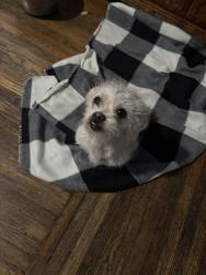 Reunited Female Dog last seen West Louise st and Market, Long Beach, CA 90805