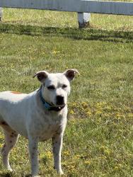 Found/Stray Unknown Dog last seen By house with pond in front/ white split rail fence, Magnolia, TX 77355