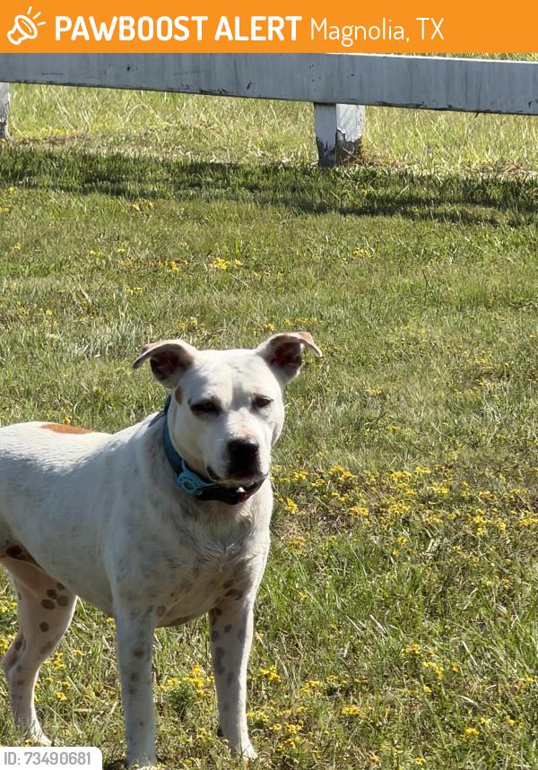 Found/Stray Unknown Dog last seen By house with pond in front/ white split rail fence, Magnolia, TX 77355