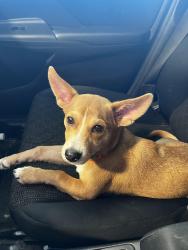 Reunited Male Dog last seen Near Estella rd, Pasadena, TX 77504