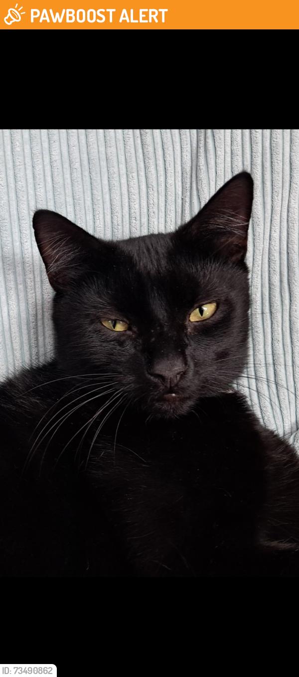 Found/Stray Male Cat last seen Penrith Road, Greater London, England 