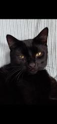 Found/Stray Male Cat last seen Penrith Road, Greater London, England 
