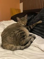 Lost Female Cat last seen S. Quebec and Yosemite, Denver, CO 80231