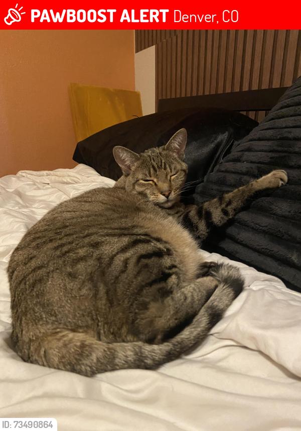 Lost Female Cat last seen S. Quebec and Yosemite, Denver, CO 80231