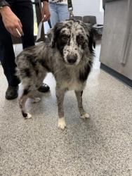 Shelter Stray Male Dog last seen Bluewater rise neighborhood, New Bern City Limits, NC, 1639 Old Airport Rd, New Bern, NC 28562, USA