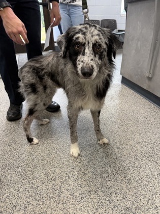 Shelter Stray Male Dog last seen Bluewater rise neighborhood, New Bern City Limits, NC, 1639 Old Airport Rd, New Bern, NC 28562, USA