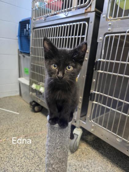 Shelter Stray Female Cat last seen Near Piney Neck Rd, Vanceboro, NC, 1639 Old Airport Rd, New Bern, NC 28562, USA