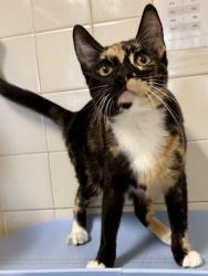 Shelter Stray Female Cat last seen Near Bandera Rd, Unknown, TX, 11300 Nacogdoches Rd, San Antonio, TX 78217, USA