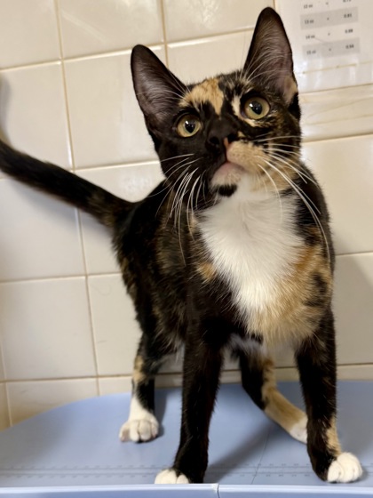 Shelter Stray Female Cat last seen Near Bandera Rd, Unknown, TX, 11300 Nacogdoches Rd, San Antonio, TX 78217, USA
