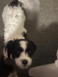Lost Female Dog last seen Near harris rd, Fort Mill, SC 29715