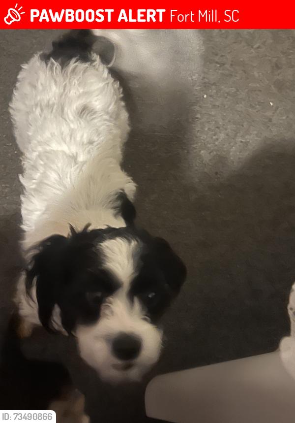 Lost Female Dog last seen Near harris rd, Fort Mill, SC 29715