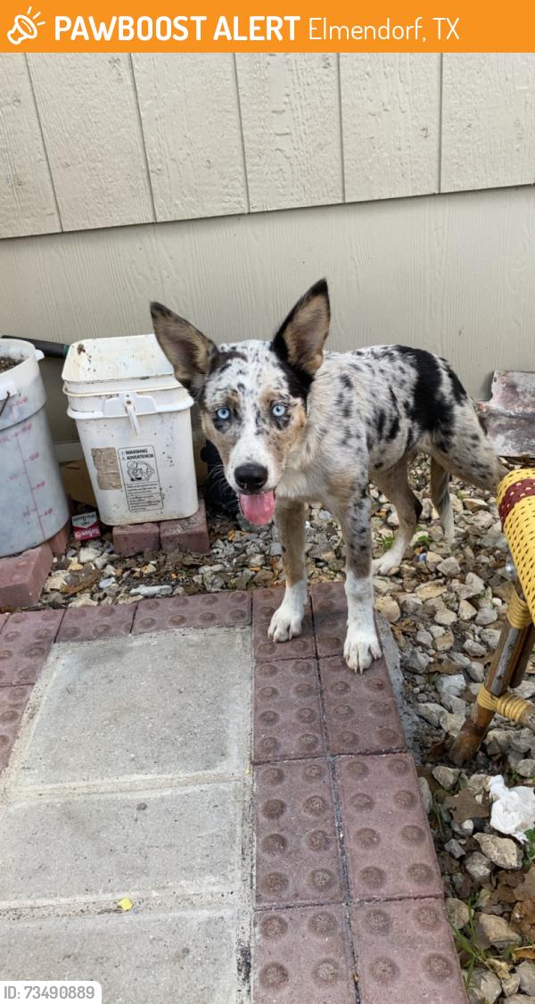 Found/Stray Female Dog last seen copper canyon, Elmendorf, TX 78112