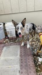 Found/Stray Female Dog last seen copper canyon, Elmendorf, TX 78112
