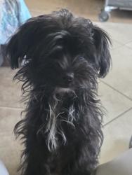 Reunited Female Dog last seen Swann St, McMinnville, TN 37110, USA, McMinnville, TN 37110