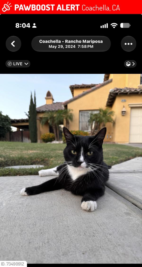 Lost Male Cat last seen Frederick/ave 50, Coachella, CA 92236