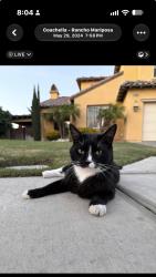 Lost Male Cat last seen Frederick/ave 50, Coachella, CA 92236