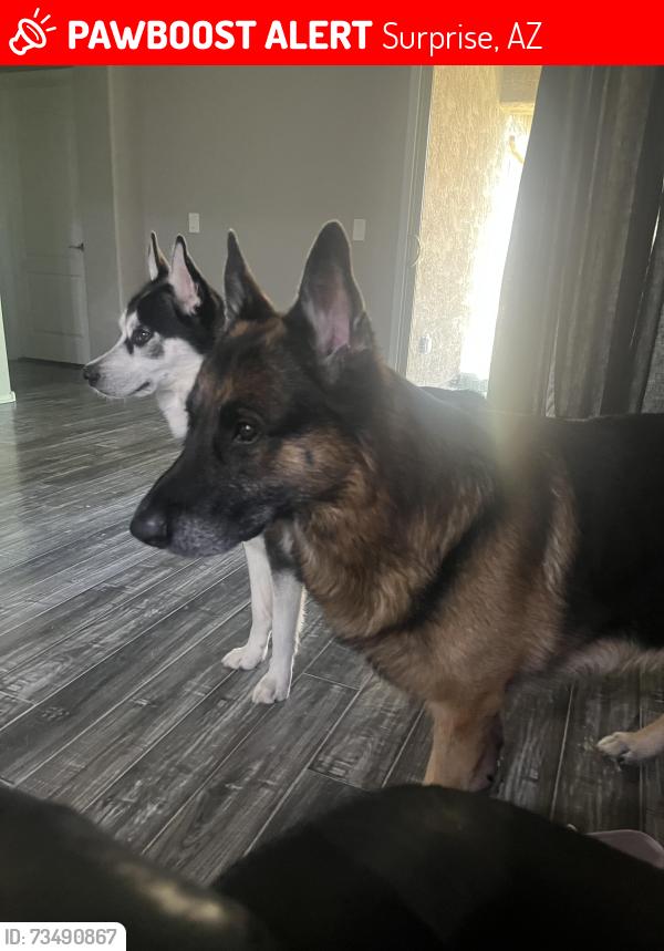 Lost Male Dog last seen 163rd n Jomax, Surprise, AZ 85387