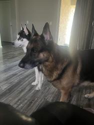 Lost Male Dog last seen 163rd n Jomax, Surprise, AZ 85387