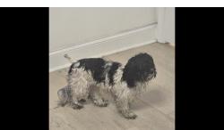 Reunited Unknown Dog last seen Scholar drive, Durham, NC 27703