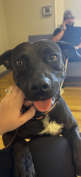 Reunited Female Dog last seen SW 158th Ave, Homestead, FL 33033