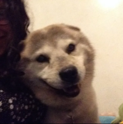Reunited Male Dog last seen Richmond, cass, Westmont, IL 60559