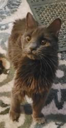 Lost Female Cat last seen 212th, Sierra Way, Queen Creek, AZ 85142