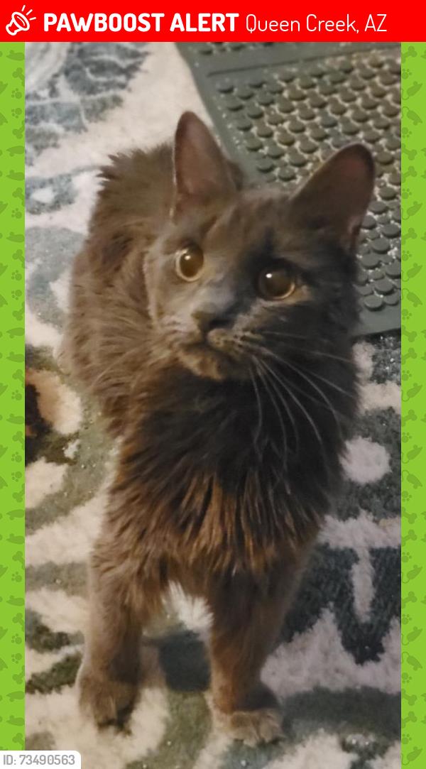 Lost Female Cat last seen 212th, Sierra Way, Queen Creek, AZ 85142