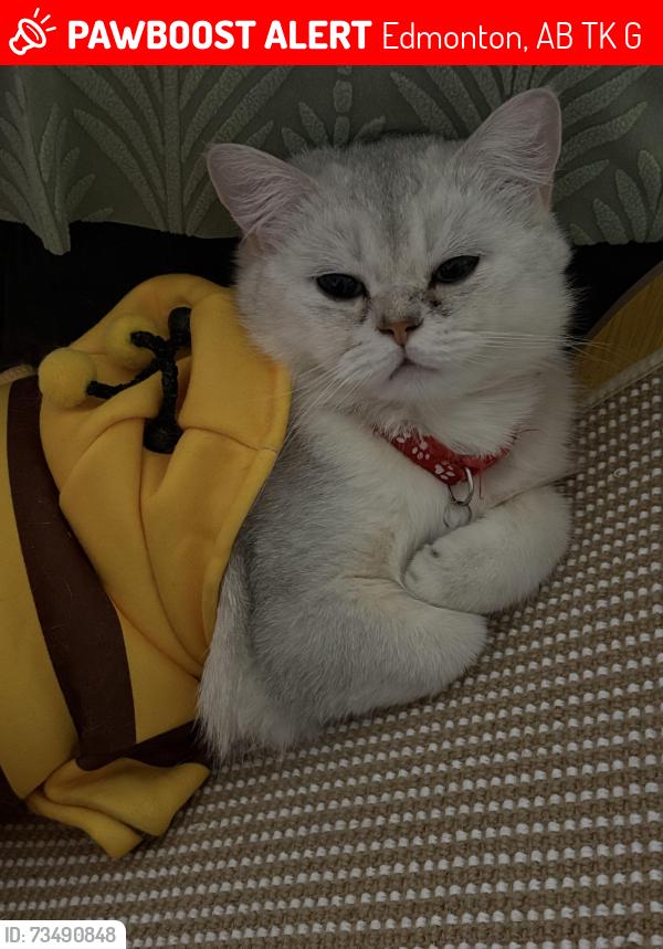 Lost Male Cat last seen Nothing special nearby, however Satoo School. & Millwoods Town Centre is a bit farther, Edmonton, AB T6K 2G1