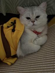 Lost Male Cat last seen Nothing special nearby, however Satoo School. & Millwoods Town Centre is a bit farther, Edmonton, AB T6K 2G1