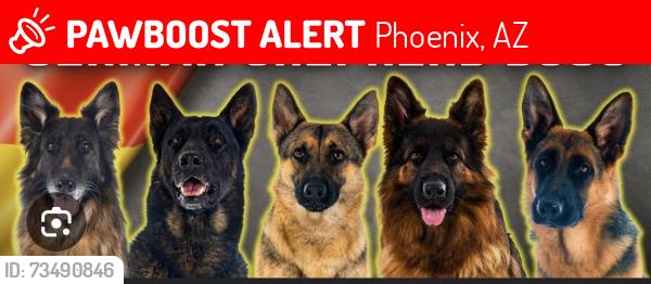 Lost Female Dog last seen 55th ave avalon, Phoenix, AZ 85031