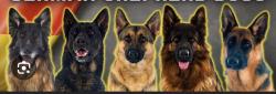 Lost Female Dog last seen 55th ave avalon, Phoenix, AZ 85031