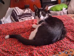 Lost Female Cat last seen Mesa high, Mesa, AZ 85204