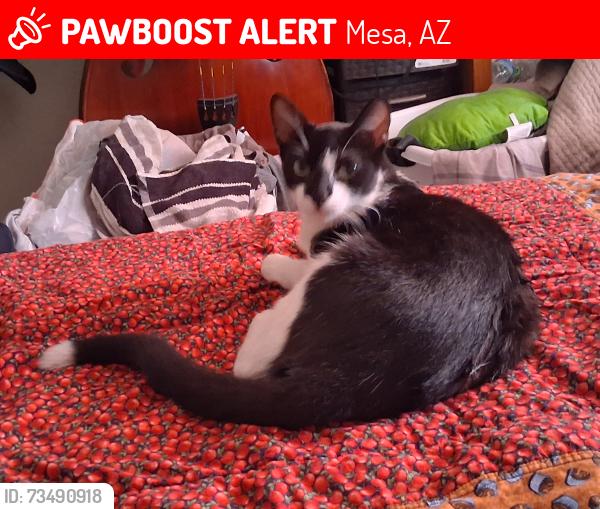 Lost Female Cat last seen Mesa high, Mesa, AZ 85204