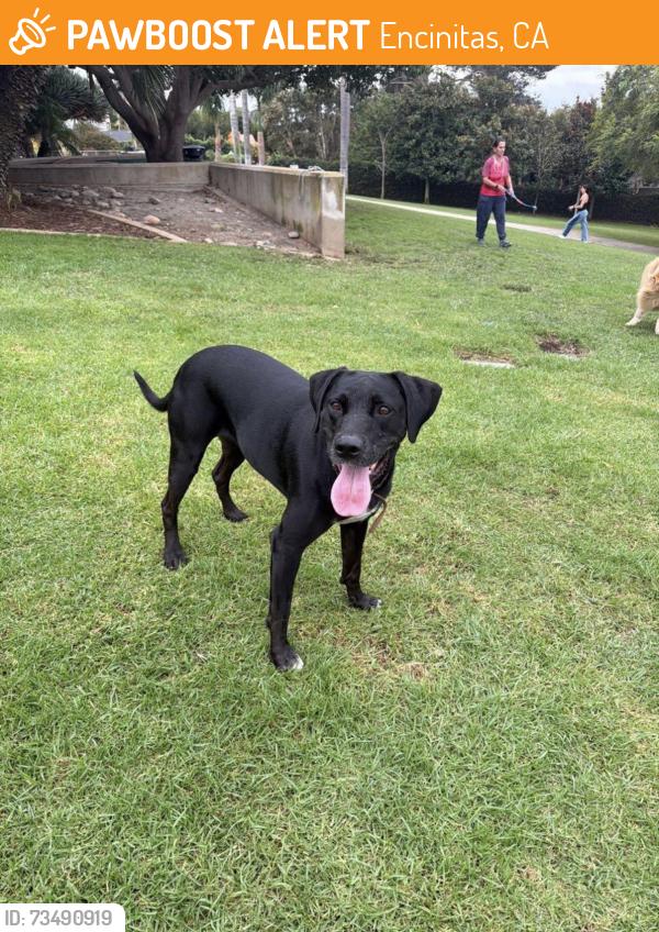 Found/Stray Female Dog last seen Orpheus, Encinitas, CA 92024