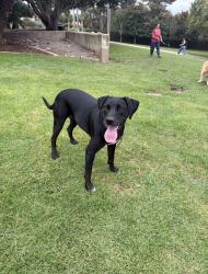 Found/Stray Female Dog last seen Orpheus, Encinitas, CA 92024