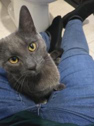 Lost Male Cat last seen Near Sunflower Dr, Raynham, MA 02767
