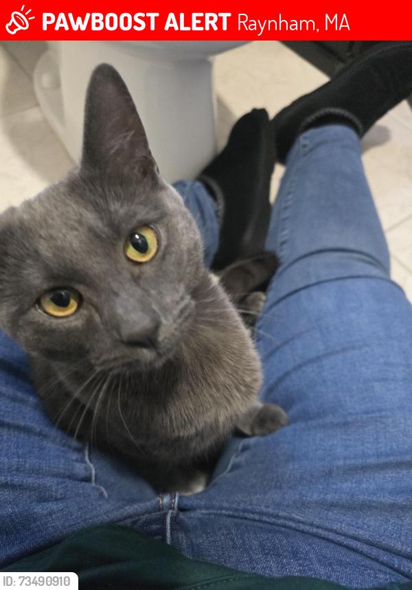 Lost Male Cat last seen Near Sunflower Dr, Raynham, MA 02767